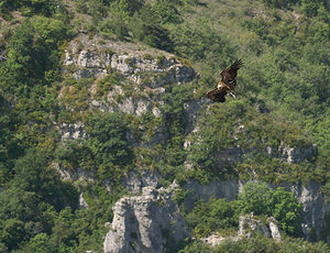 Gyps fulvus (Accipitridae)  - Vautour fauve - Eurasian Griffon Vulture Drome [France] 25/05/2009 - 710m