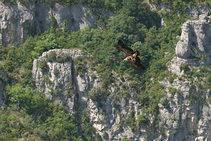 Gyps fulvus (Accipitridae)  - Vautour fauve - Eurasian Griffon Vulture Drome [France] 25/05/2009 - 710m