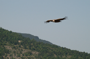 Gyps fulvus (Accipitridae)  - Vautour fauve - Eurasian Griffon Vulture Drome [France] 25/05/2009 - 710m