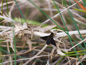 Hemipenthes morio (Bombyliidae)  Drome [France] 23/05/2009 - 820m