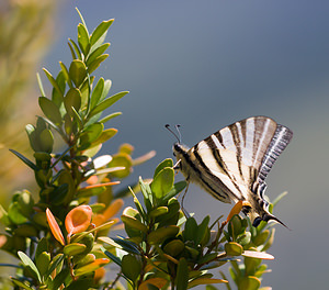 Iphiclides podalirius (Papilionidae)  - Flambé - Scarce Swallowtail Drome [France] 27/05/2009 - 710m