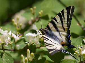 Iphiclides podalirius (Papilionidae)  - Flambé - Scarce Swallowtail Drome [France] 28/05/2009 - 1490m