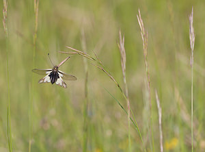 Libelloides coccajus (Ascalaphidae)  - Ascalaphe soufré Drome [France] 23/05/2009 - 820m