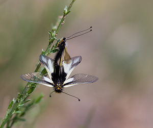 Libelloides coccajus (Ascalaphidae)  - Ascalaphe soufré Drome [France] 23/05/2009 - 980m