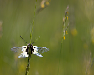 Libelloides coccajus (Ascalaphidae)  - Ascalaphe soufré Drome [France] 25/05/2009 - 580m