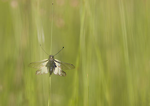 Libelloides coccajus (Ascalaphidae)  - Ascalaphe soufré Drome [France] 29/05/2009 - 580m