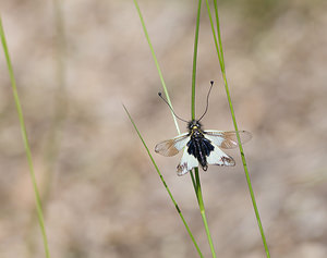 Libelloides lacteus (Ascalaphidae)  Drome [France] 27/05/2009 - 710m