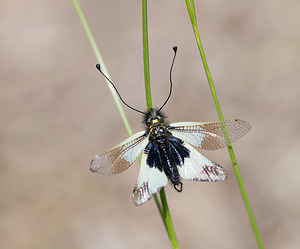 Libelloides lacteus (Ascalaphidae)  Drome [France] 27/05/2009 - 710m