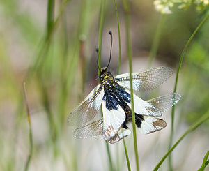 Libelloides lacteus (Ascalaphidae)  Drome [France] 27/05/2009 - 710m