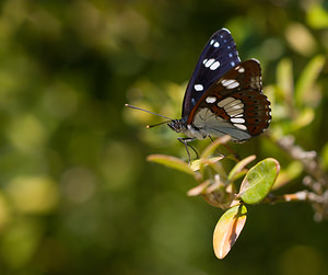 Limenitis reducta Sylvain azuré, Camille