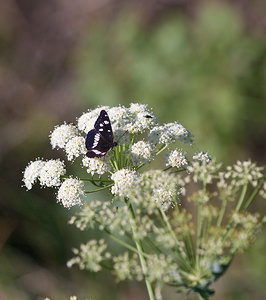 Limenitis reducta (Nymphalidae)  - Sylvain azuré, Camille Drome [France] 29/05/2009 - 580m