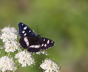 Limenitis reducta (Nymphalidae)  - Sylvain azuré, Camille Drome [France] 29/05/2009 - 580m