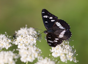 Limenitis reducta (Nymphalidae)  - Sylvain azuré, Camille Drome [France] 29/05/2009 - 580m