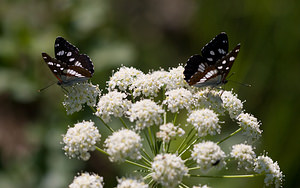 Limenitis reducta (Nymphalidae)  - Sylvain azuré, Camille Drome [France] 29/05/2009 - 580m