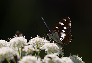 Limenitis reducta (Nymphalidae)  - Sylvain azuré, Camille Drome [France] 29/05/2009 - 580m