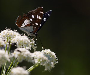 Limenitis reducta (Nymphalidae)  - Sylvain azuré, Camille Drome [France] 29/05/2009 - 580m