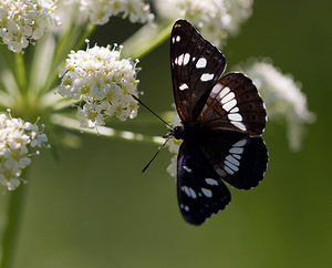 Limenitis reducta (Nymphalidae)  - Sylvain azuré, Camille Drome [France] 29/05/2009 - 580m