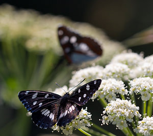 Limenitis reducta (Nymphalidae)  - Sylvain azuré, Camille Drome [France] 29/05/2009 - 580m