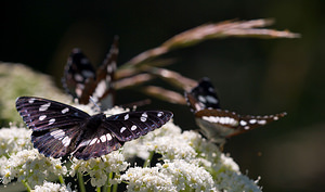 Limenitis reducta (Nymphalidae)  - Sylvain azuré, Camille Drome [France] 29/05/2009 - 580m