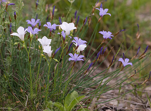 Linum appressum (Linaceae)  - Lin à feuilles de Salsola, Lin apprimé Vaucluse [France] 26/05/2009 - 510m