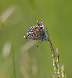 Lysandra bellargus (Lycaenidae)  - Bel-Argus, Azuré bleu céleste - Adonis Blue Drome [France] 25/05/2009 - 580m