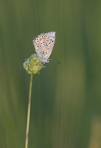 Lysandra bellargus (Lycaenidae)  - Bel-Argus, Azuré bleu céleste - Adonis Blue Drome [France] 27/05/2009 - 580m