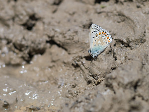 Lysandra bellargus (Lycaenidae)  - Bel-Argus, Azuré bleu céleste - Adonis Blue Drome [France] 29/05/2009 - 600m