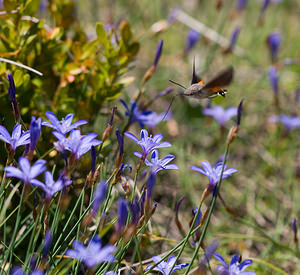 Macroglossum stellatarum (Sphingidae)  - Moro-Sphinx, Sphinx du Caille-Lait - Humming-bird Hawk-moth Drome [France] 27/05/2009 - 710m