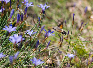 Macroglossum stellatarum (Sphingidae)  - Moro-Sphinx, Sphinx du Caille-Lait - Humming-bird Hawk-moth Drome [France] 27/05/2009 - 710m