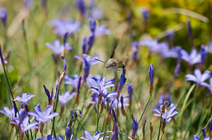 Macroglossum stellatarum (Sphingidae)  - Moro-Sphinx, Sphinx du Caille-Lait - Humming-bird Hawk-moth Drome [France] 27/05/2009 - 710m