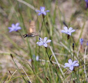 Macroglossum stellatarum (Sphingidae)  - Moro-Sphinx, Sphinx du Caille-Lait - Humming-bird Hawk-moth Drome [France] 27/05/2009 - 710m