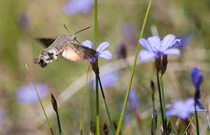 Macroglossum stellatarum (Sphingidae)  - Moro-Sphinx, Sphinx du Caille-Lait - Humming-bird Hawk-moth Drome [France] 27/05/2009 - 710m