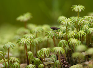 Marchantia polymorpha (Marchantiaceae)  - Common Liverwort Aisne [France] 08/05/2009 - 80m