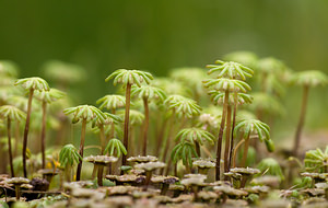 Marchantia polymorpha (Marchantiaceae)  - Common Liverwort Aisne [France] 08/05/2009 - 80m