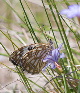 Melanargia occitanica (Nymphalidae)  - Échiquier d'Occitanie, Demi-Deuil occitan Drome [France] 27/05/2009 - 710m