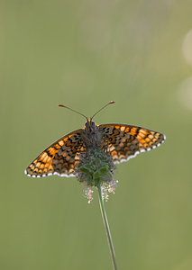 Melitaea phoebe (Nymphalidae)  - Mélitée des Centaurées, Grand Damier Drome [France] 25/05/2009 - 580m