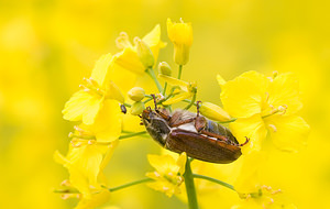 Melolontha melolontha (Scarabaeidae)  - Grand hanneton commun, Hanneton commun - Common Cockchafer Aisne [France] 09/05/2009 - 130m