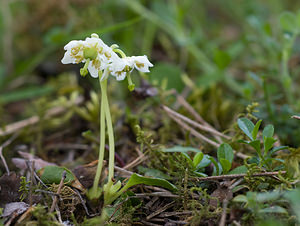 Moneses uniflora (Ericaceae)  - Monésès à une fleur, Pyrole uniflore, Pyrole à une fleur - One-flowered Wintergreen Hautes-Alpes [France] 29/05/2009 - 1260m