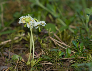 Moneses uniflora (Ericaceae)  - Monésès à une fleur, Pyrole uniflore, Pyrole à une fleur - One-flowered Wintergreen Hautes-Alpes [France] 29/05/2009 - 1260m