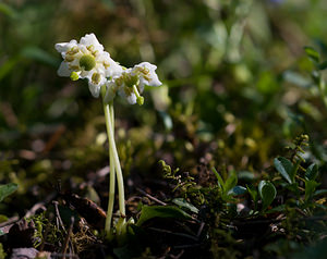 Moneses uniflora (Ericaceae)  - Monésès à une fleur, Pyrole uniflore, Pyrole à une fleur - One-flowered Wintergreen Hautes-Alpes [France] 30/05/2009 - 1260m