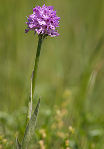 Neotinea tridentata (Orchidaceae)  - Néotinée tridentée, Orchis à trois dents, Orchis tridenté Drome [France] 30/05/2009 - 960m