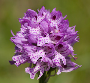 Neotinea tridentata (Orchidaceae)  - Néotinée tridentée, Orchis à trois dents, Orchis tridenté Drome [France] 30/05/2009 - 960m