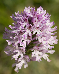 Neotinea tridentata (Orchidaceae)  - Néotinée tridentée, Orchis à trois dents, Orchis tridenté Drome [France] 30/05/2009 - 750m