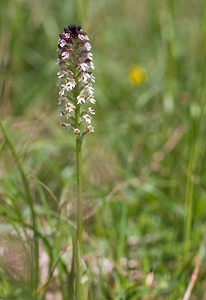 Neotinea ustulata (Orchidaceae)  - Néotinée brûlée, Orchis brûlé - Burnt Orchid Drome [France] 30/05/2009 - 960m