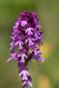 Neotinea x dietrichiana (Orchidaceae)  - Néotinée de DietrichNeotinea tridentata x Neotinea ustulata. Drome [France] 30/05/2009 - 960m