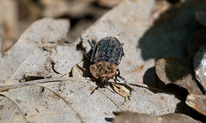 Oiceoptoma thoracicum (Silphidae)  - Silphe à corselet rouge, Silphe à corselet orange - Red-breasted Carrion Beetle Nievre [France] 01/05/2009 - 280m