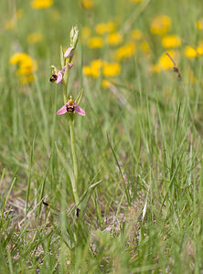 Ophrys apifera (Orchidaceae)  - Ophrys abeille - Bee Orchid Drome [France] 22/05/2009 - 490m