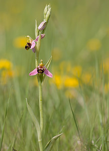 Ophrys apifera (Orchidaceae)  - Ophrys abeille - Bee Orchid Drome [France] 22/05/2009 - 490m