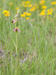 Ophrys apifera (Orchidaceae)  - Ophrys abeille - Bee Orchid Drome [France] 22/05/2009 - 490m