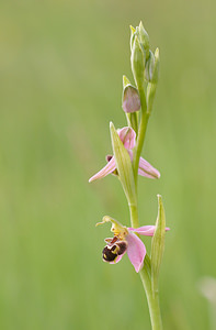 Ophrys apifera (Orchidaceae)  - Ophrys abeille - Bee Orchid Drome [France] 22/05/2009 - 490m